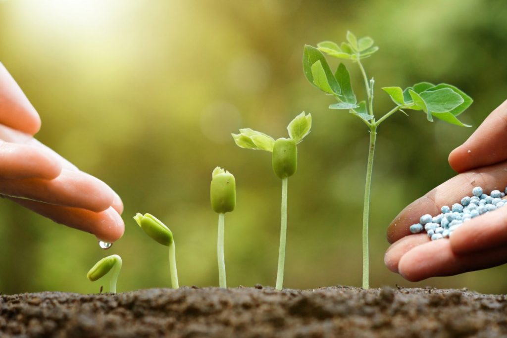 vegetables-and-fertilizer